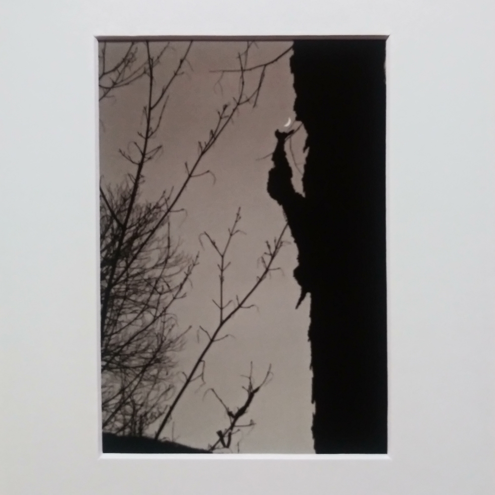 B&W "Tree cradling the moon"